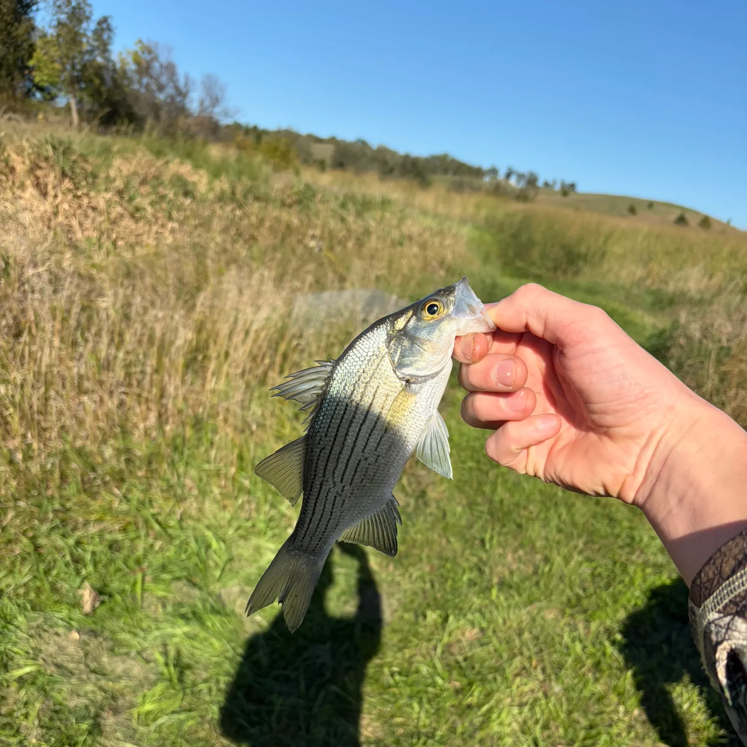White bass caught on Fishbrain