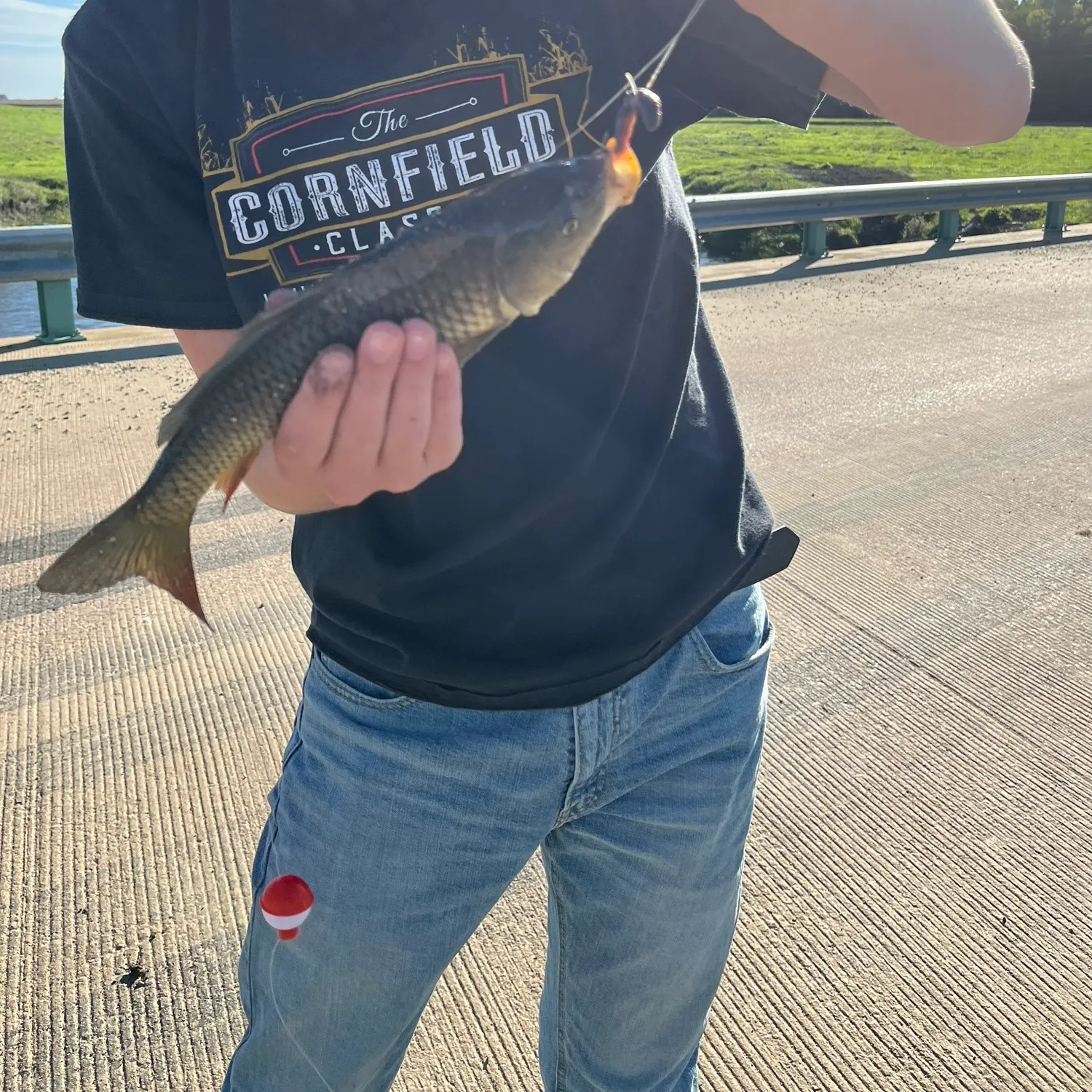 Common carp caught on Fishbrain