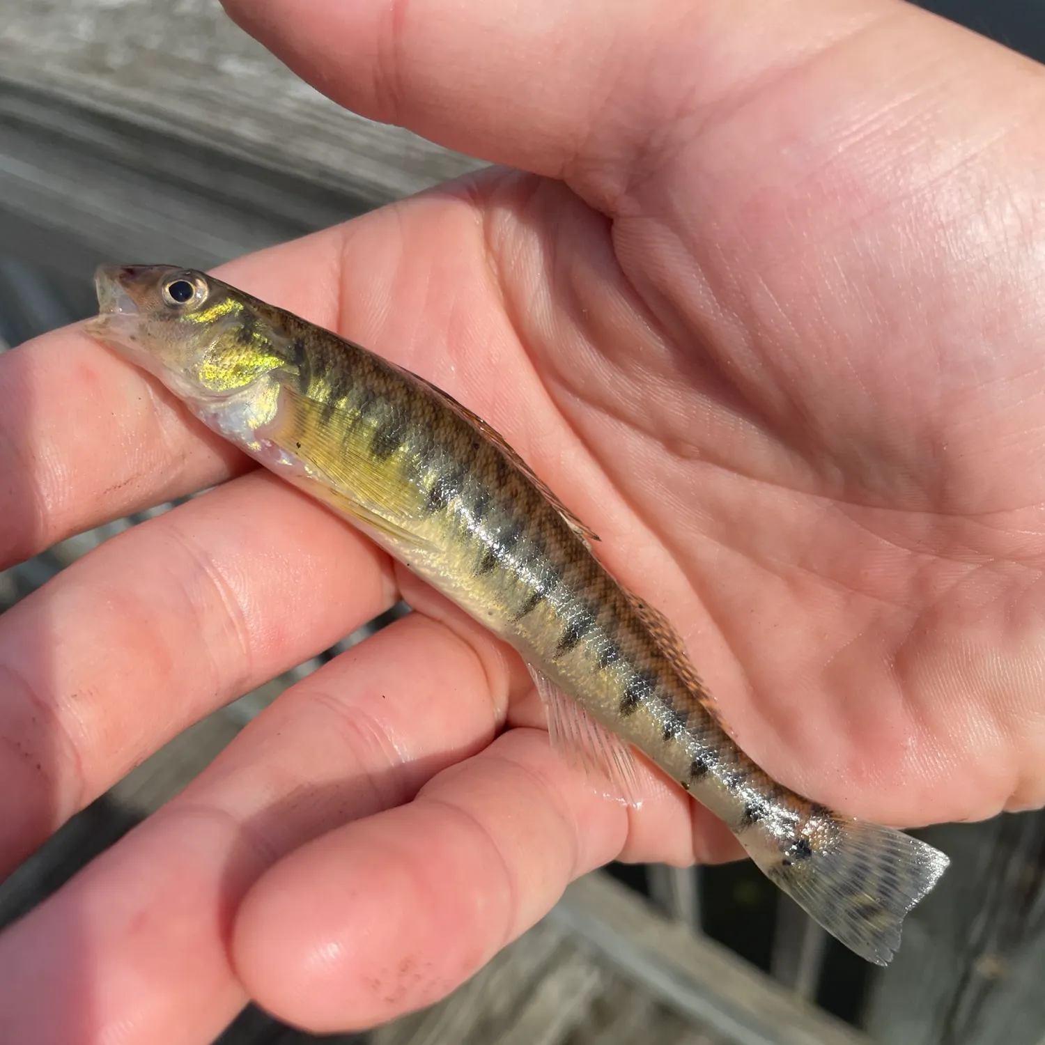 The most recent Common logperch catches on Fishbrain