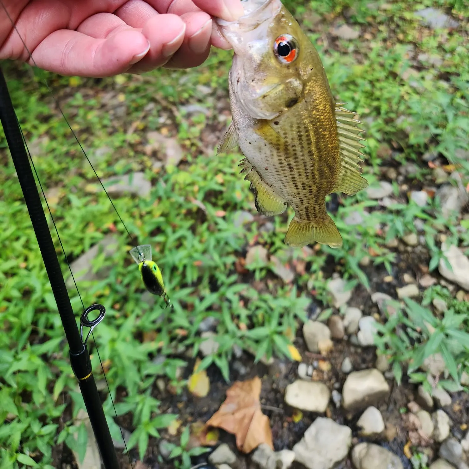 Rock bass caught on Fishbrain