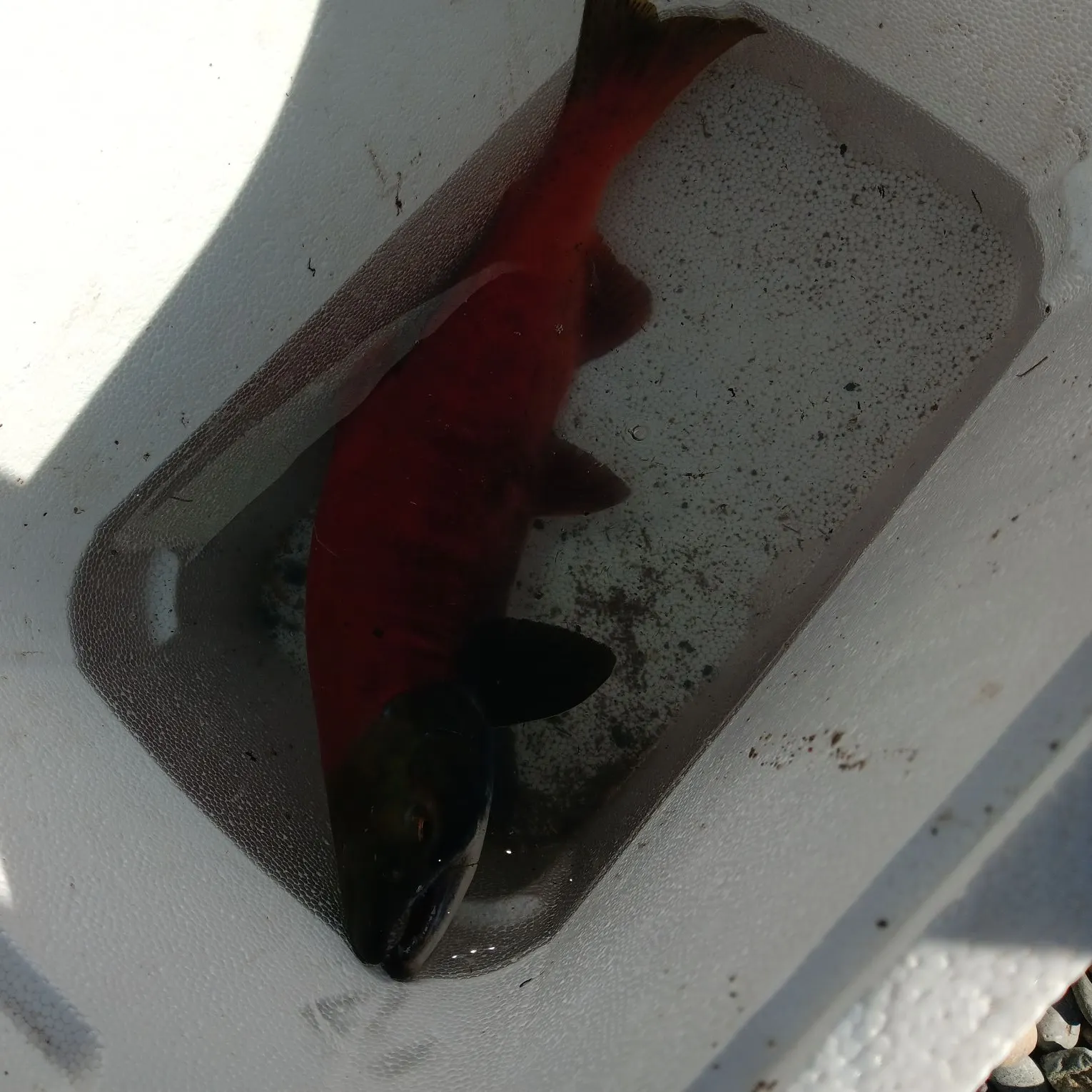 The most recent Sockeye salmon catches on Fishbrain