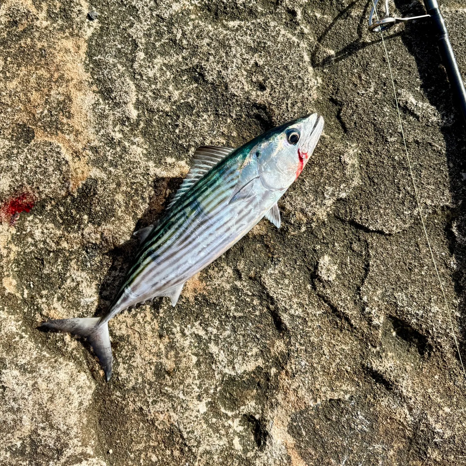 The most recent Australian bonito catches on Fishbrain