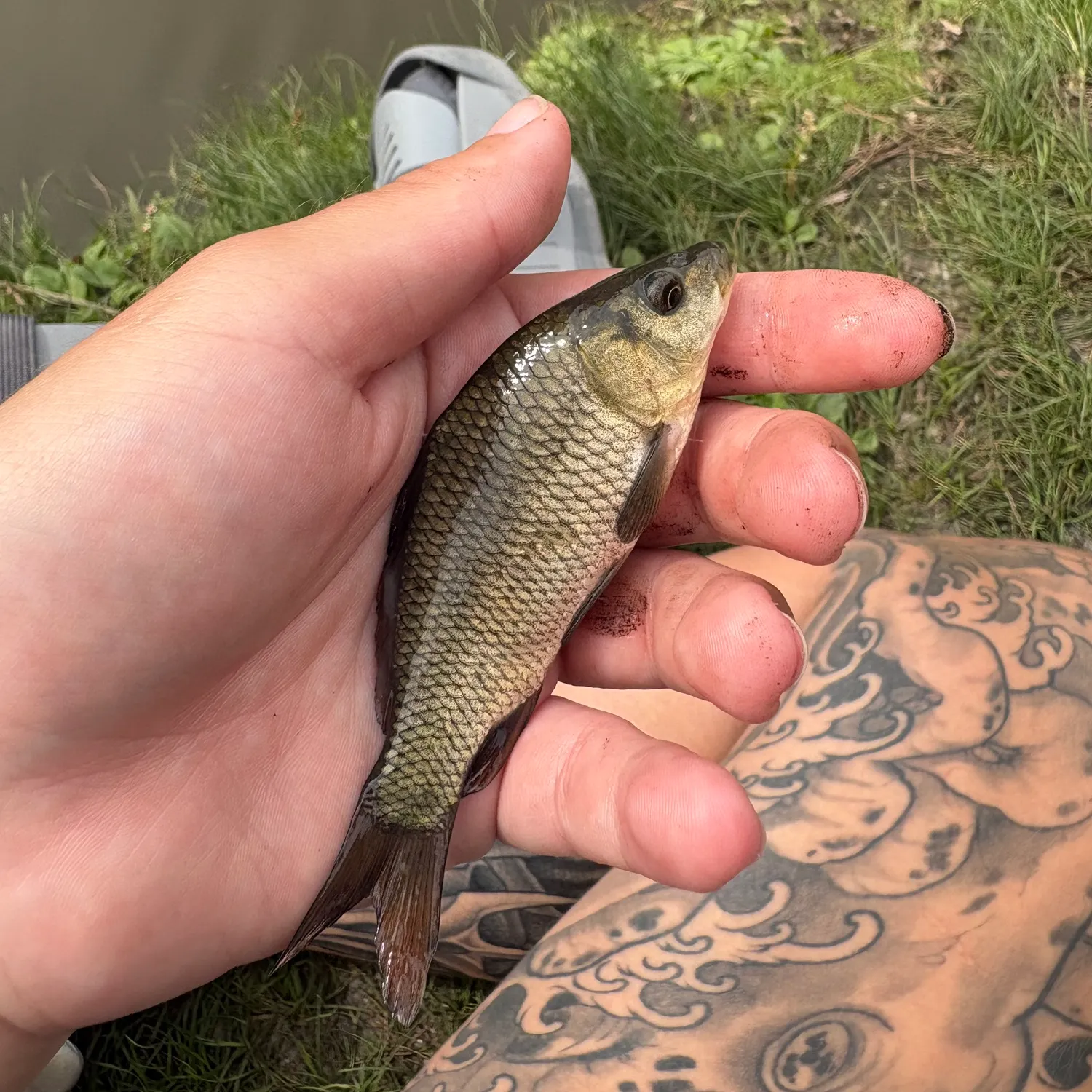 Common carp caught on Fishbrain