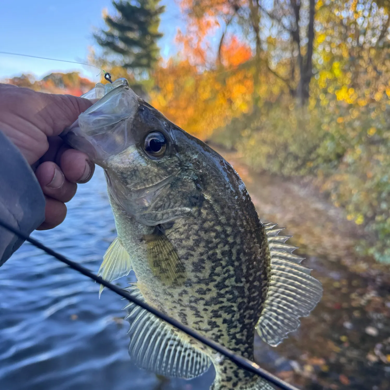 Black crappie caught on Fishbrain