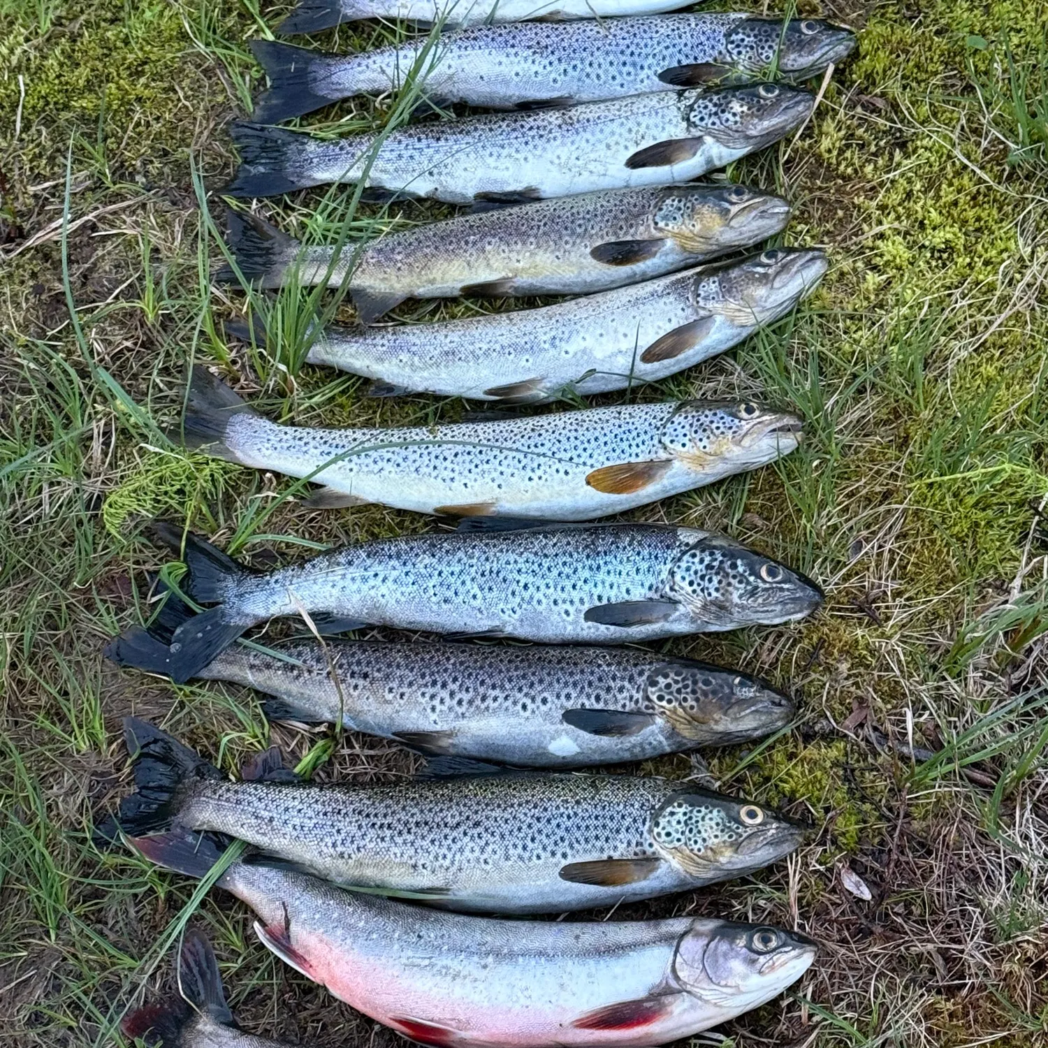 recently logged catches