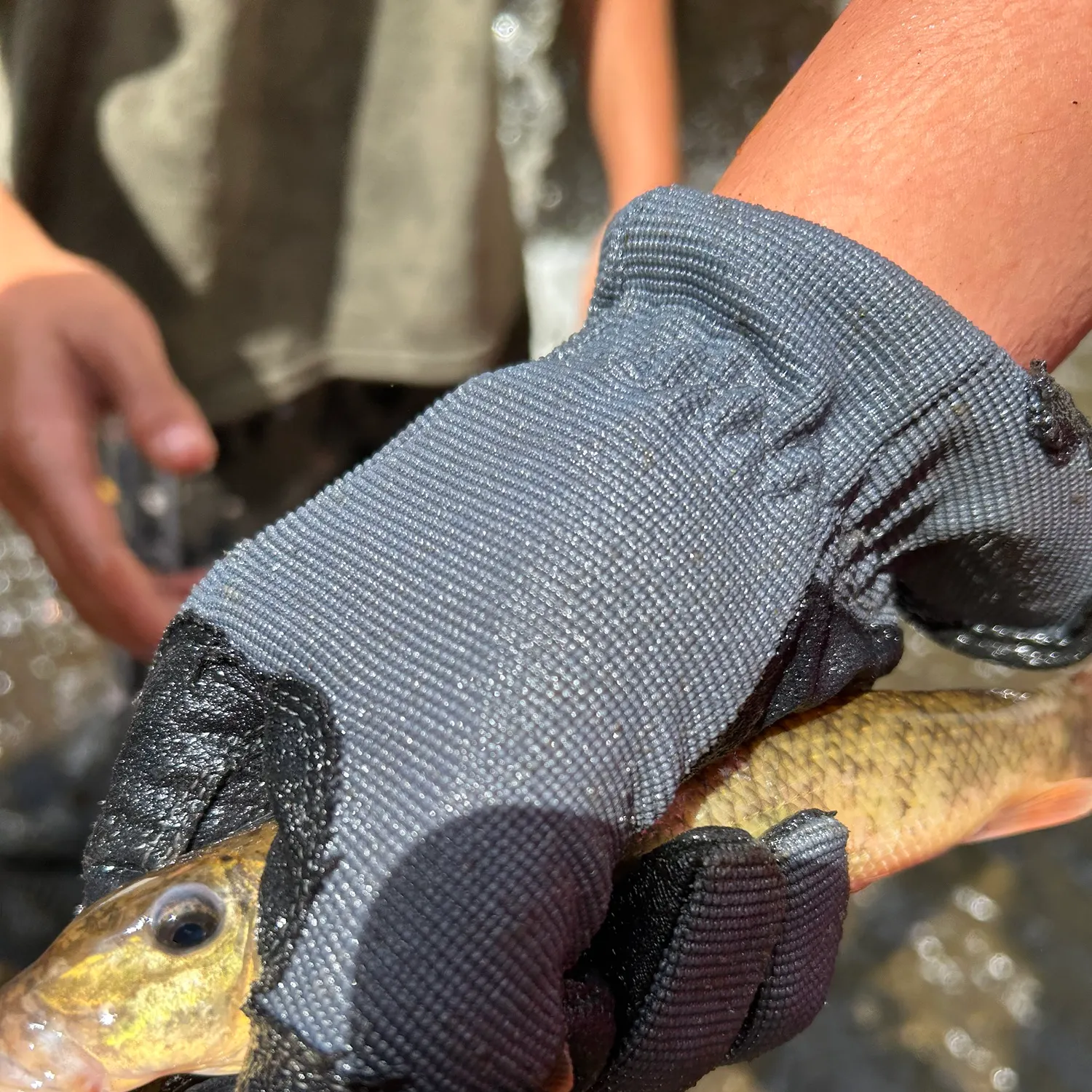 The most recent Northern hogsucker catches on Fishbrain