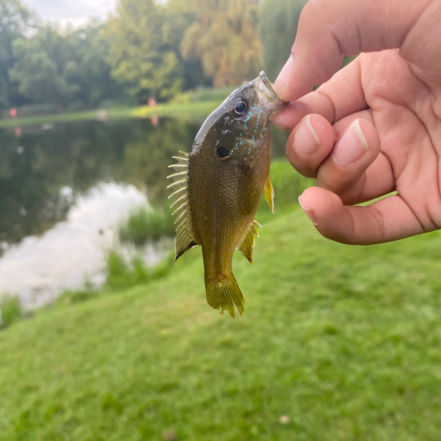 Green sunfish caught on Fishbrain
