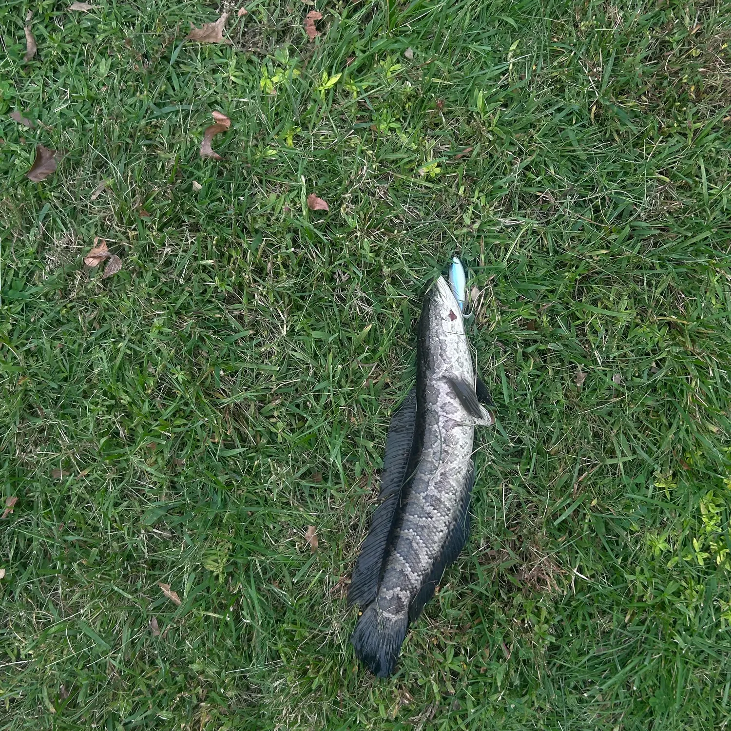 Northern snakehead caught on Fishbrain