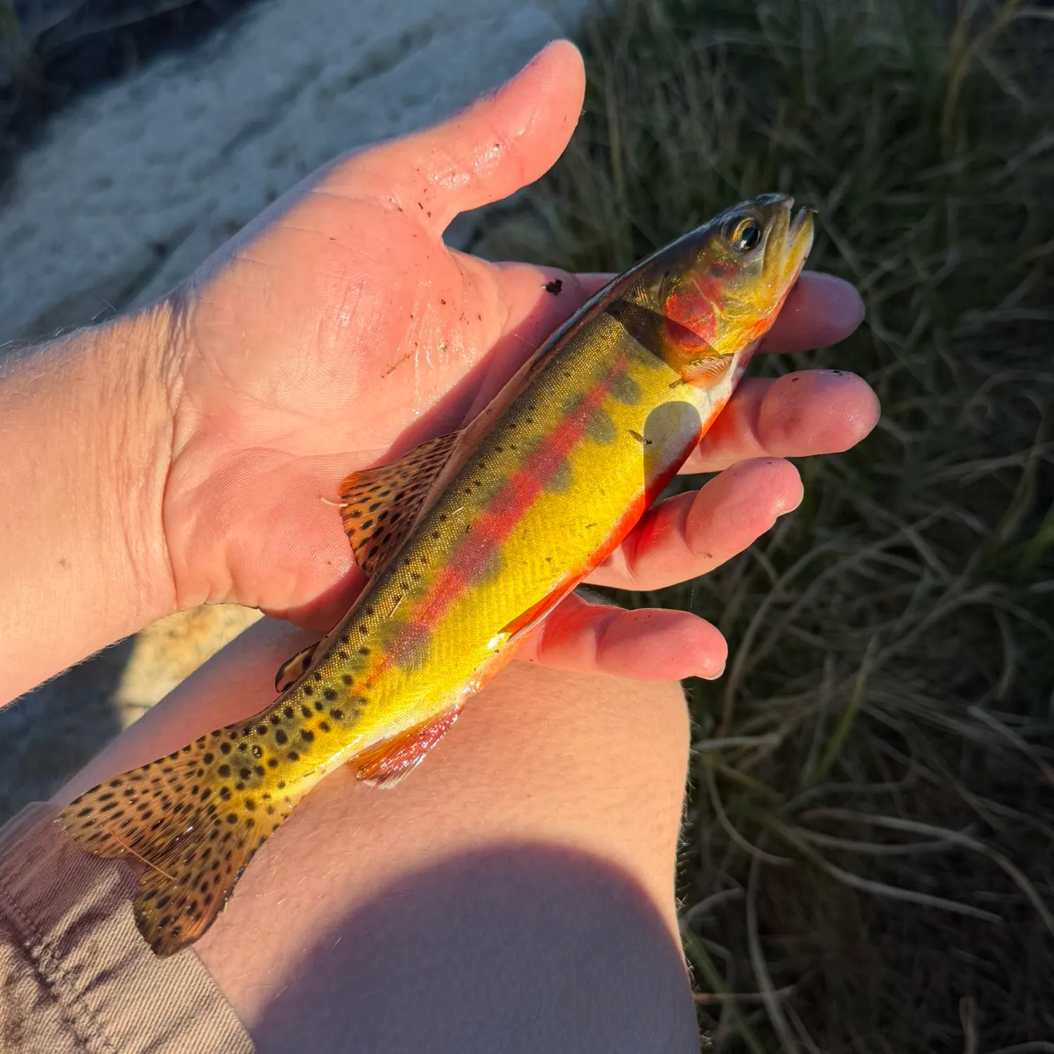 Golden trout caught on Fishbrain