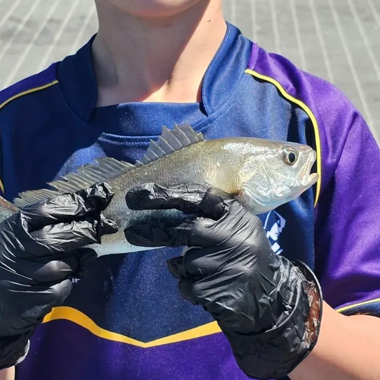 Japanese meagre caught on Fishbrain
