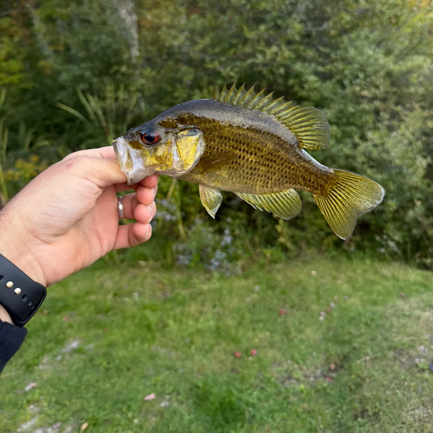 Rock bass caught on Fishbrain