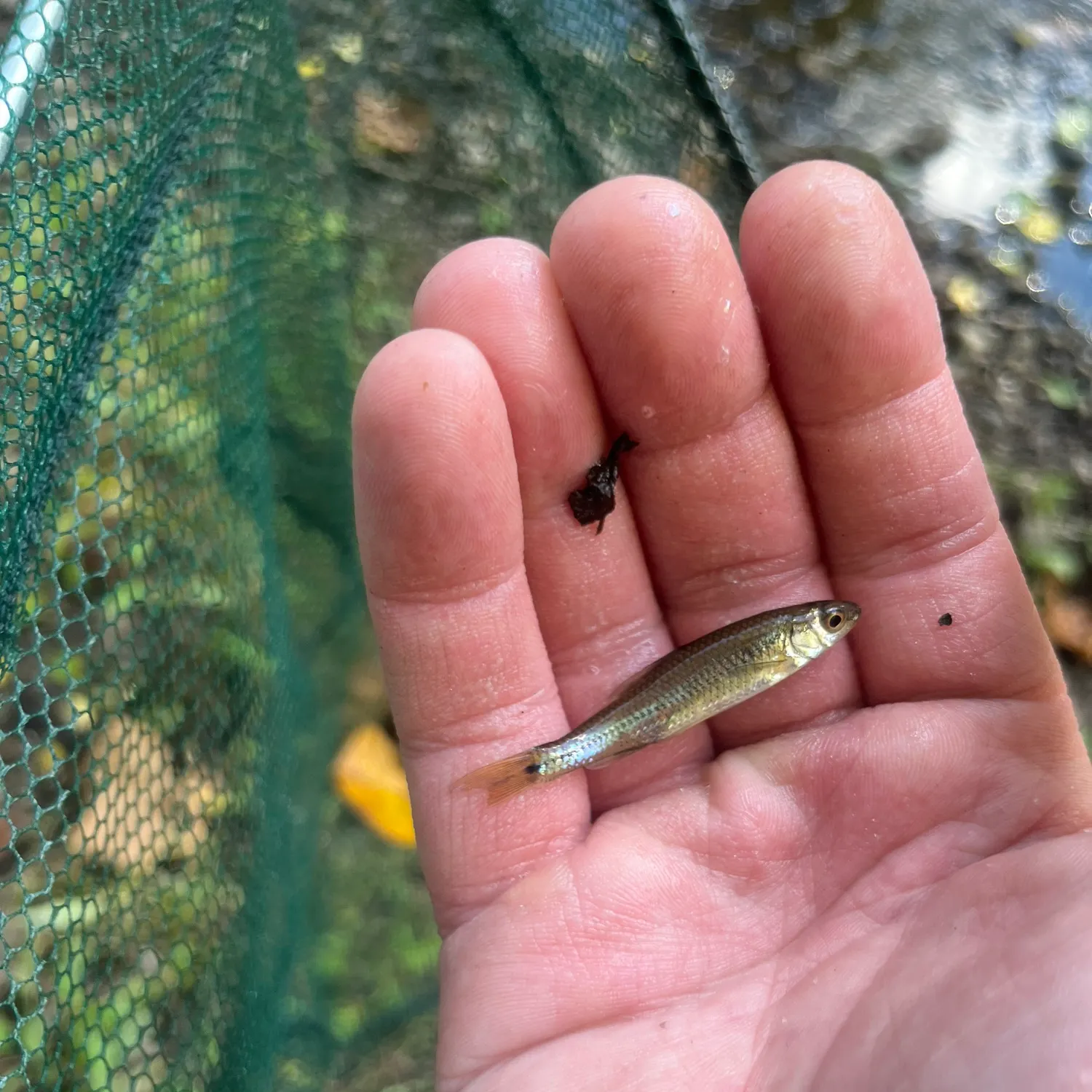 Spottail shiner caught on Fishbrain