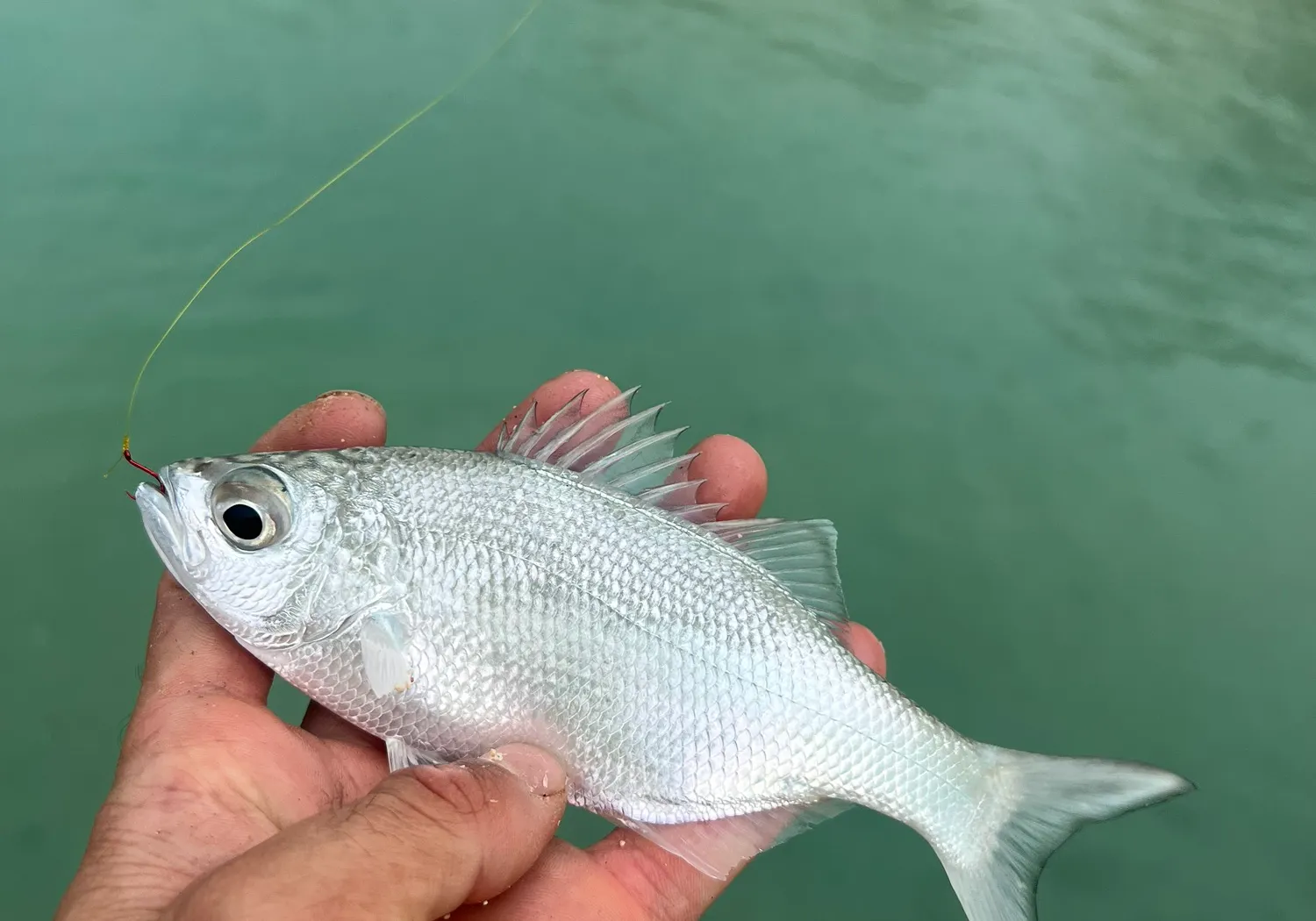 Reticulated flagtail