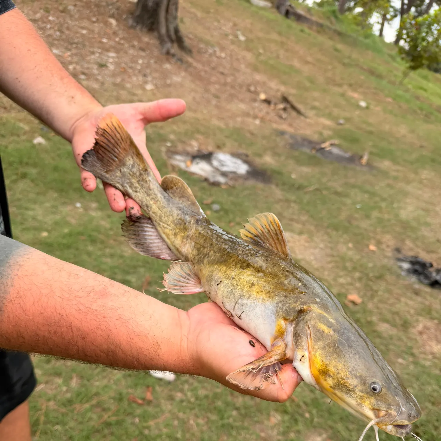 Flathead catfish caught on Fishbrain