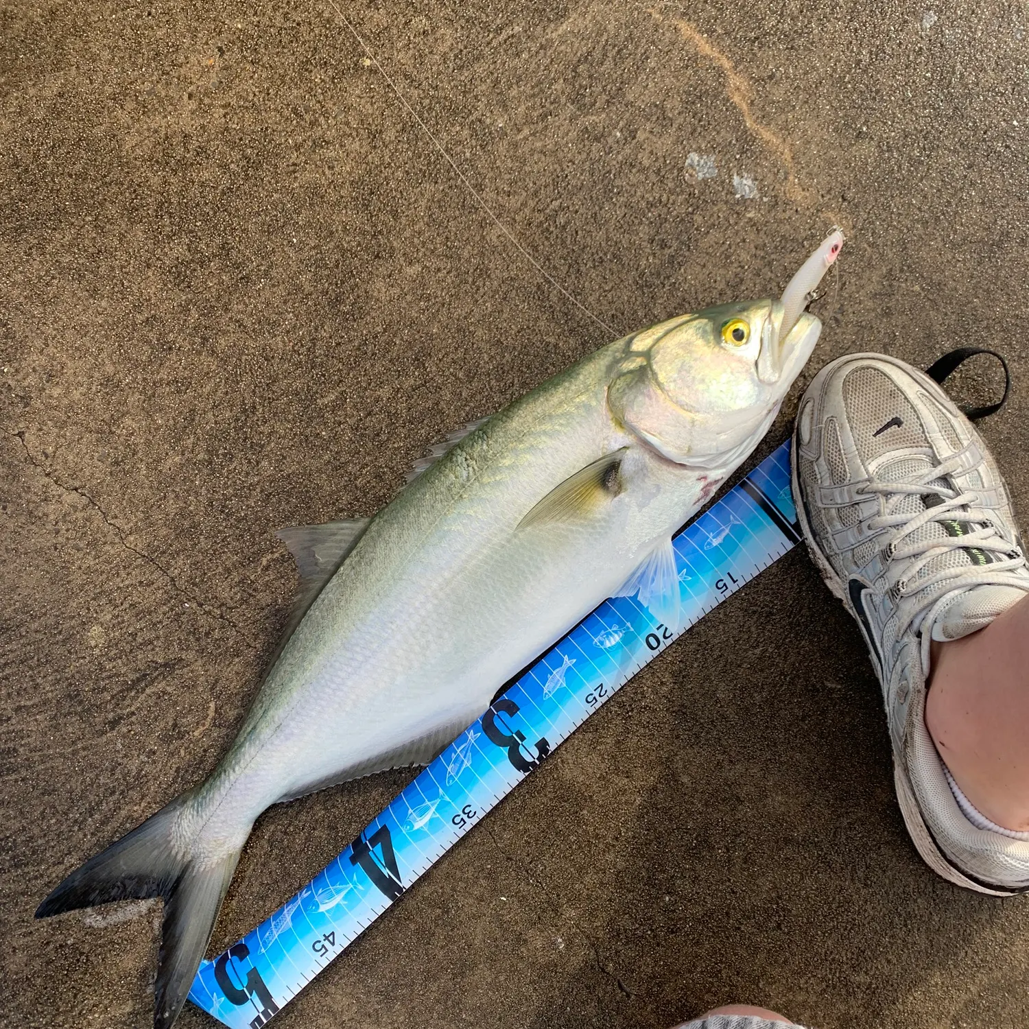 The most recent Bluefish catches on Fishbrain