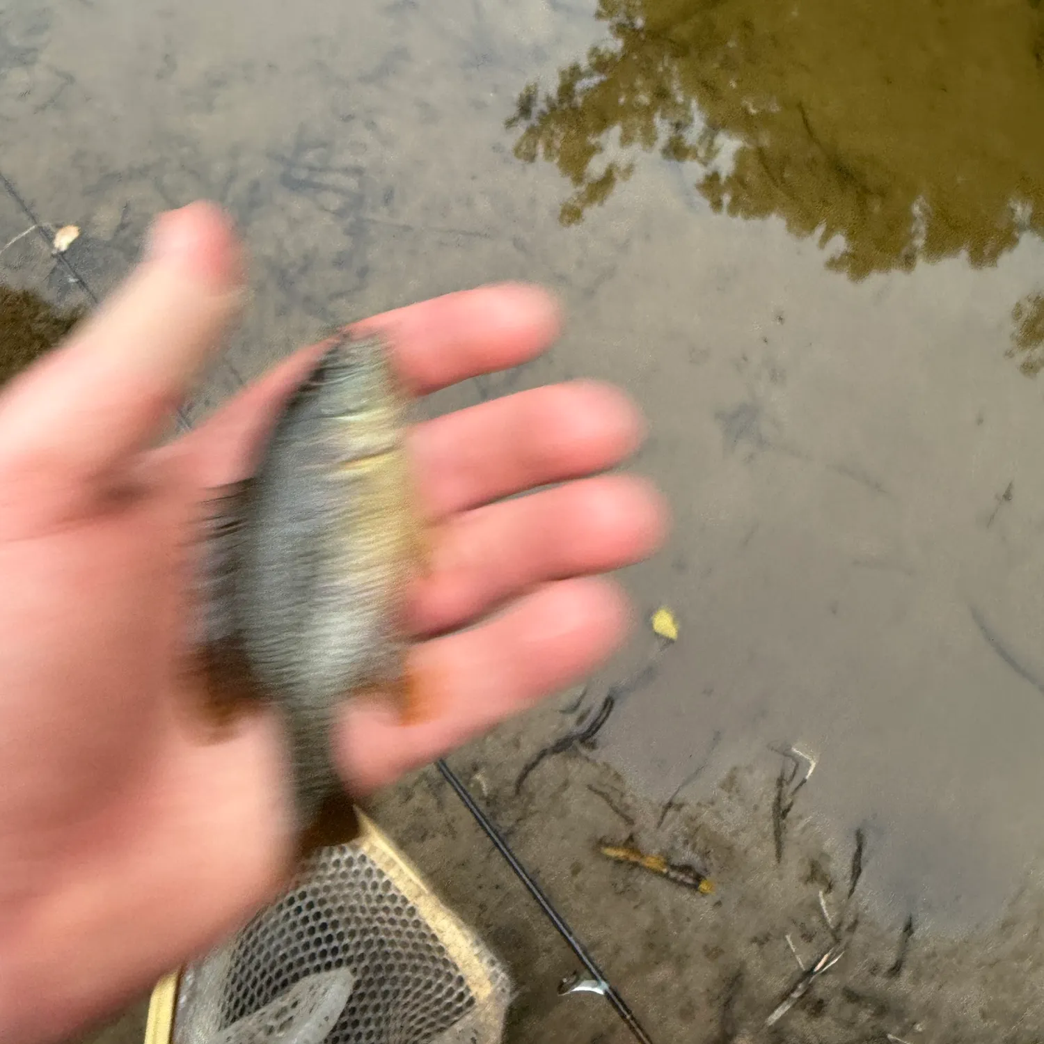 The most recent Green sunfish catches on Fishbrain