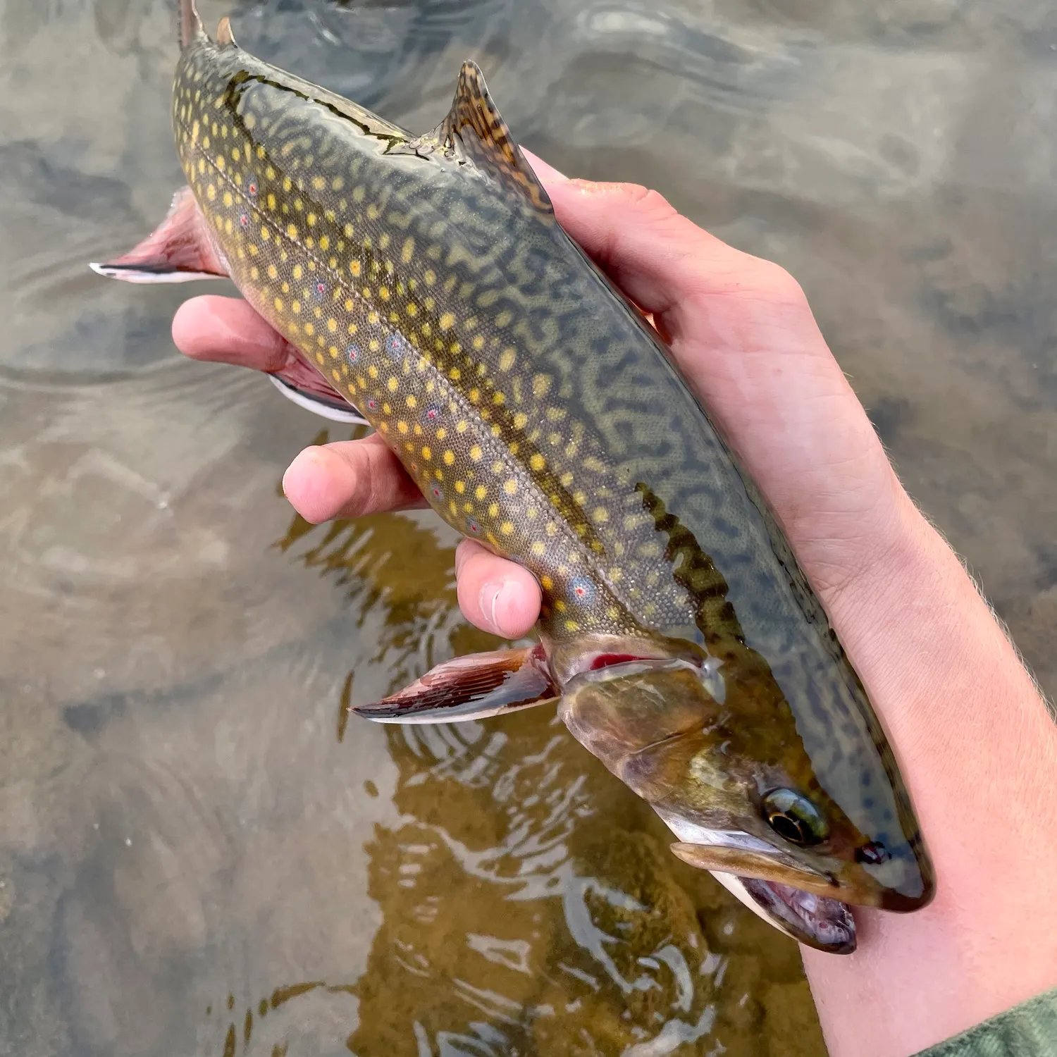 Brook trout caught on Fishbrain