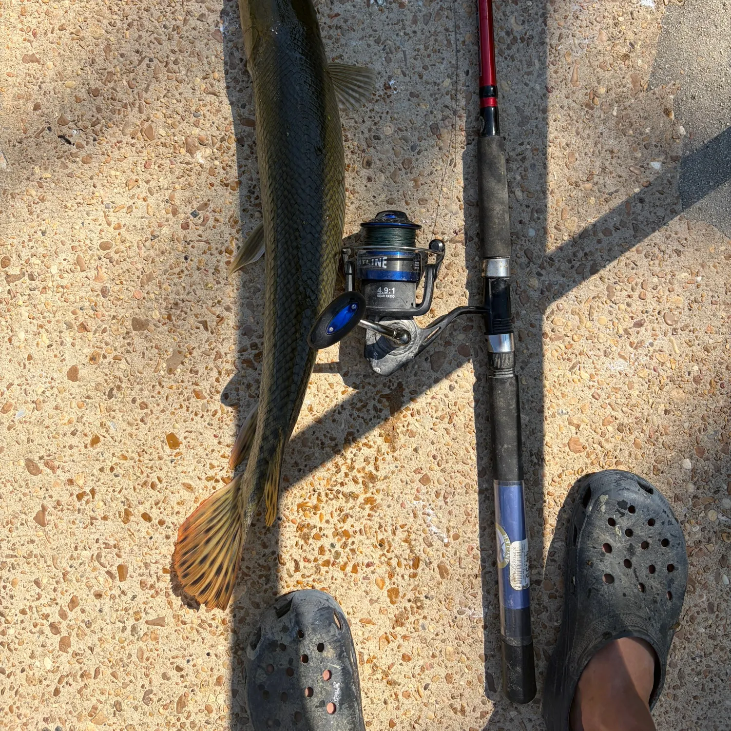 Alligator gar caught on Fishbrain