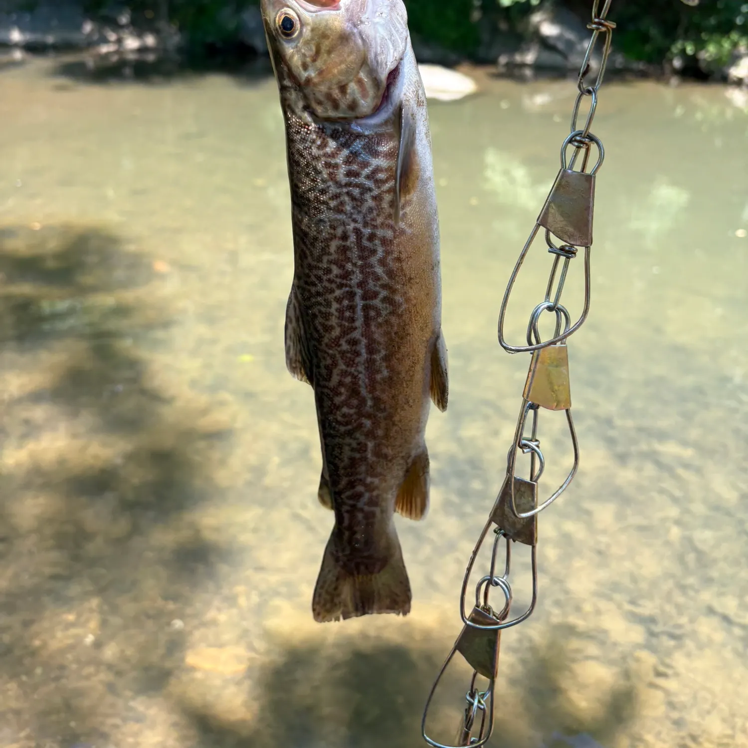 The most recent Tiger trout catches on Fishbrain
