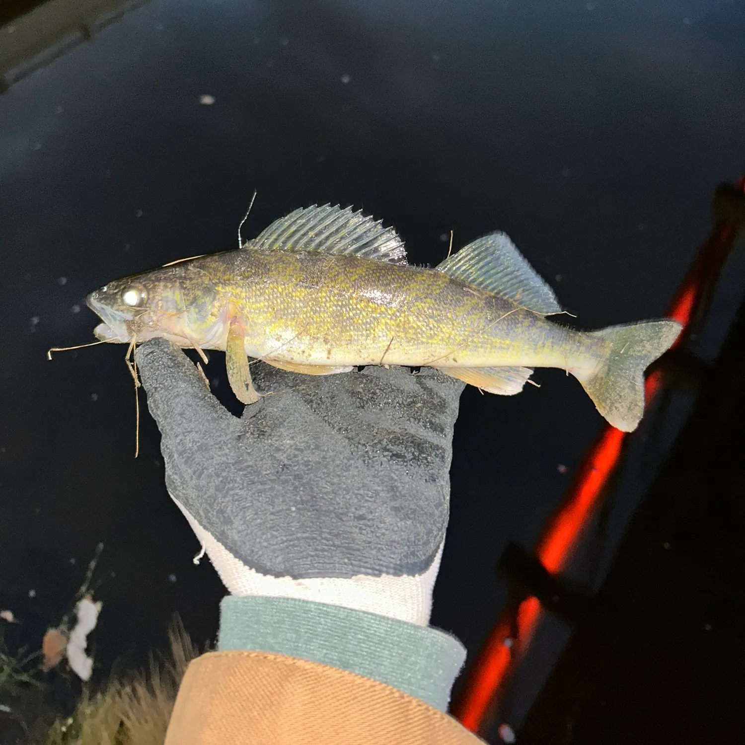 Walleye caught on Fishbrain