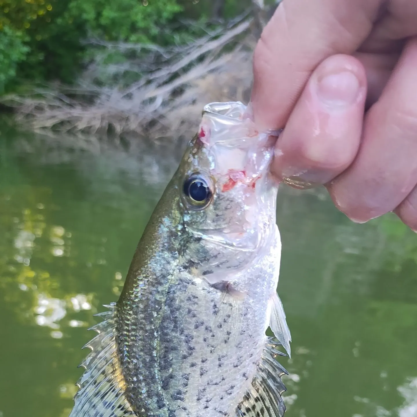 White crappie caught on Fishbrain
