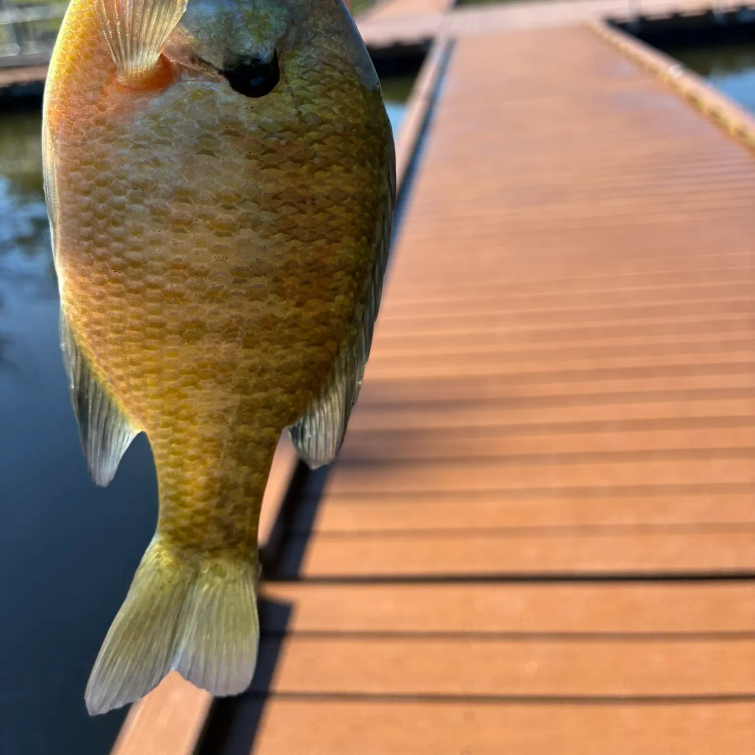 Fish caught on Fishbrain