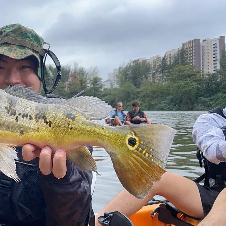 The most recent Monoculus peacock bass catches on Fishbrain
