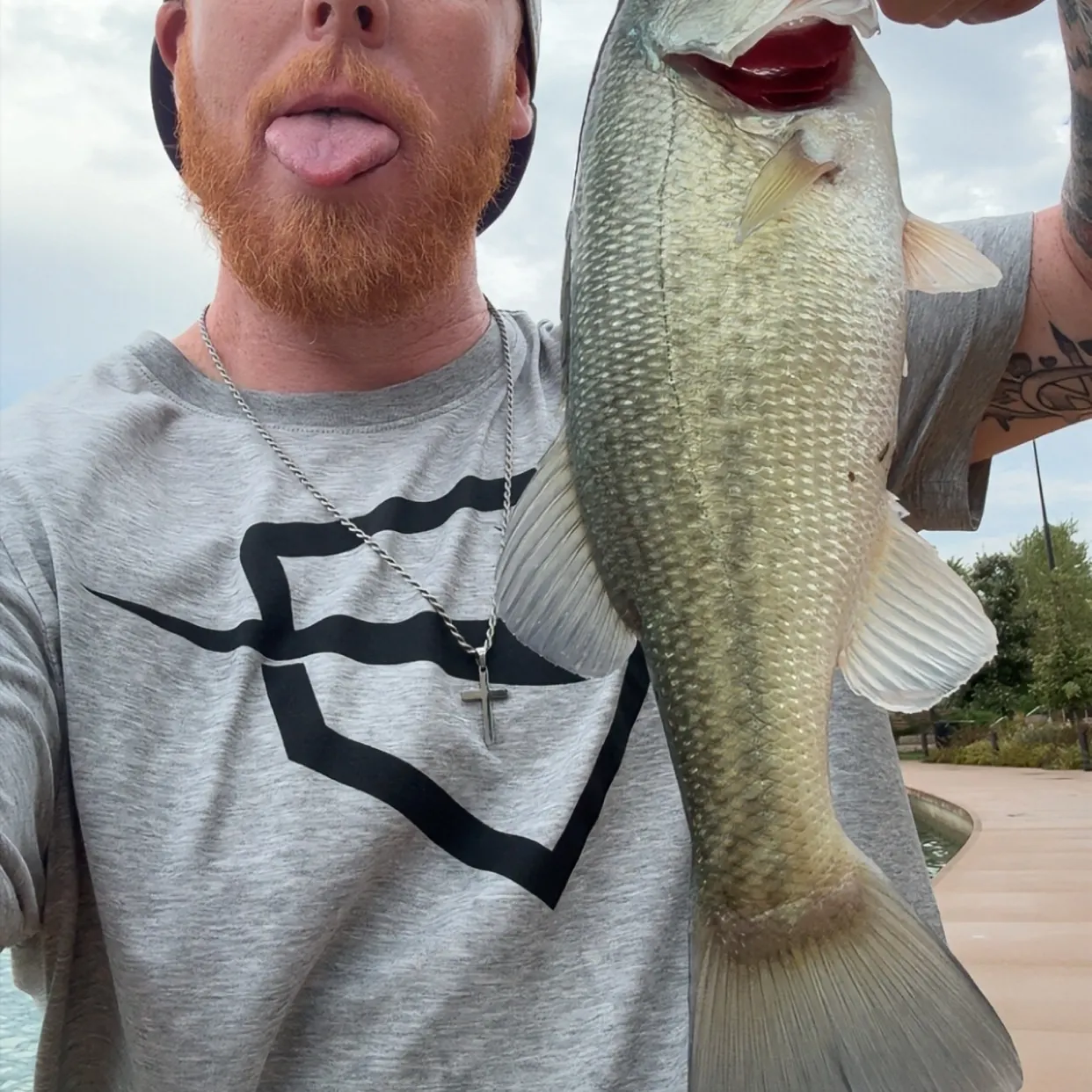 Largemouth bass caught on Fishbrain