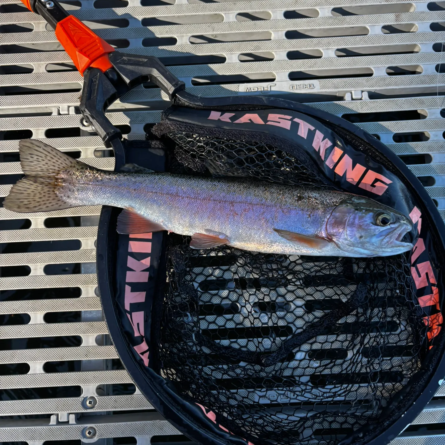 Rainbow trout caught on Fishbrain
