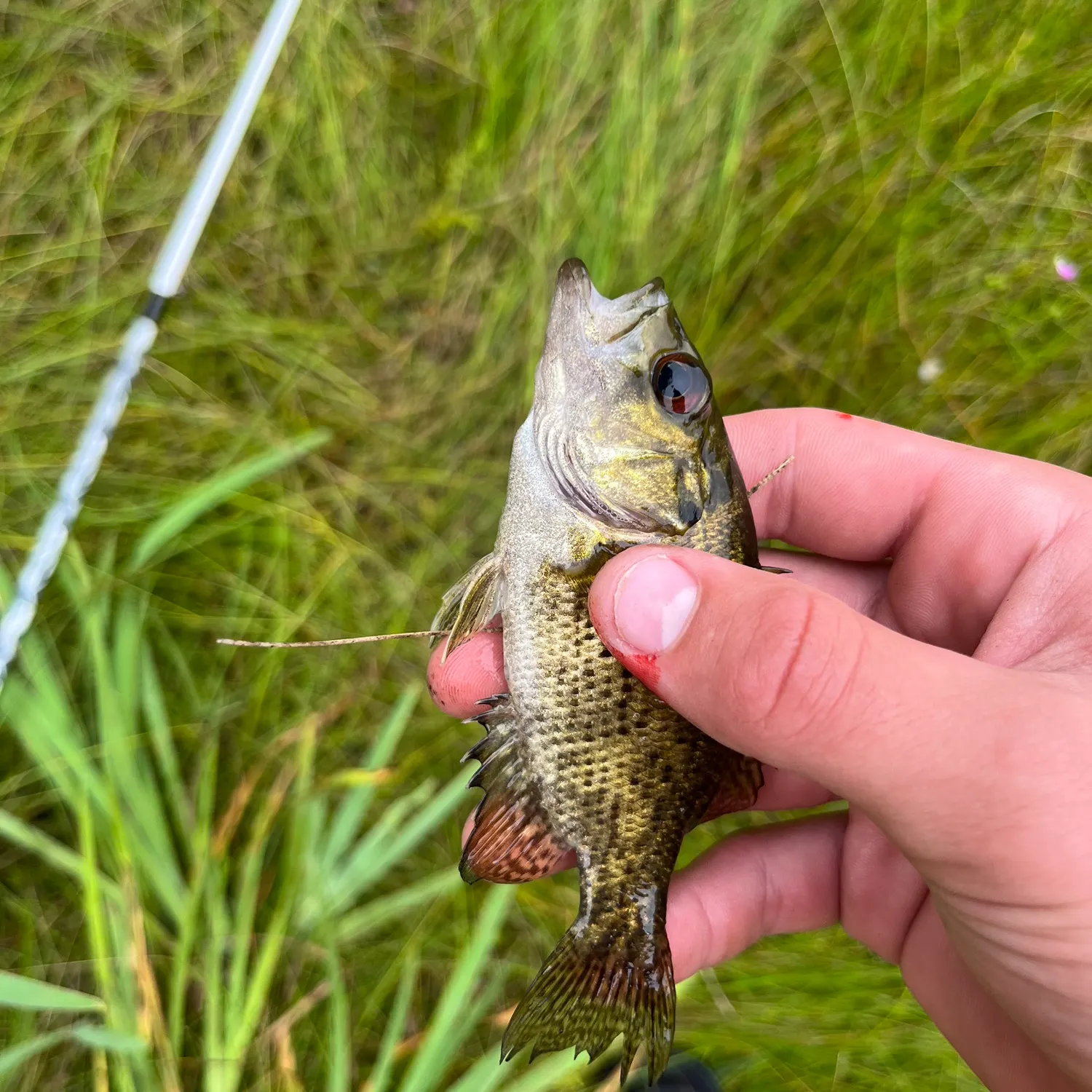 Rock bass caught on Fishbrain