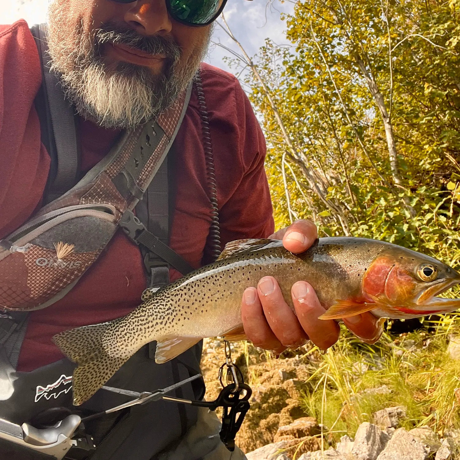 The most recent Westslope cutthroat trout catches on Fishbrain