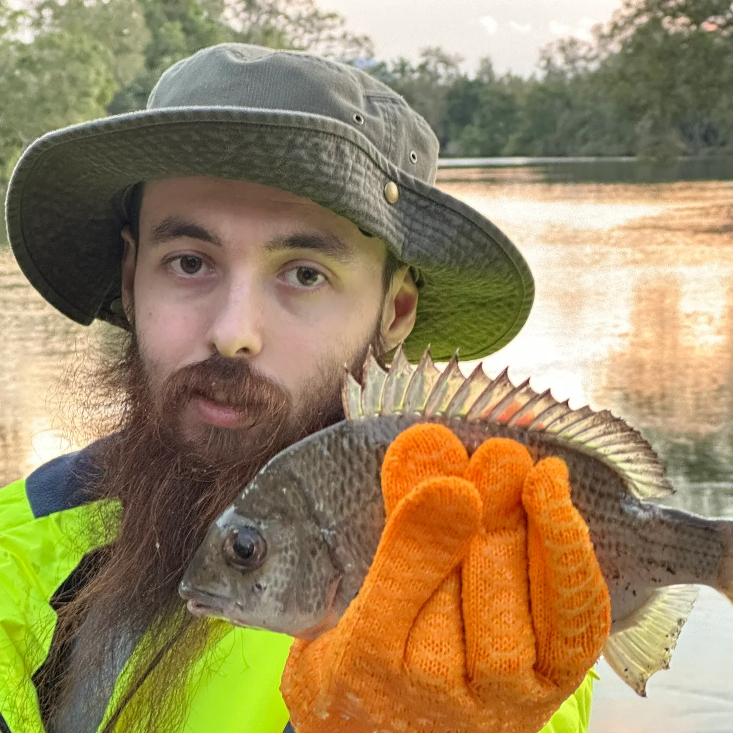 Surf bream caught on Fishbrain