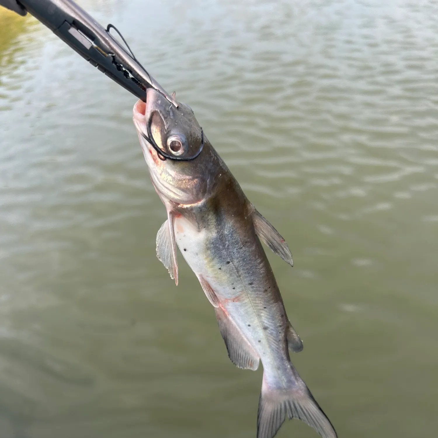 Channel catfish caught on Fishbrain
