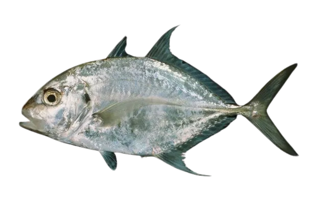 Longnose trevally