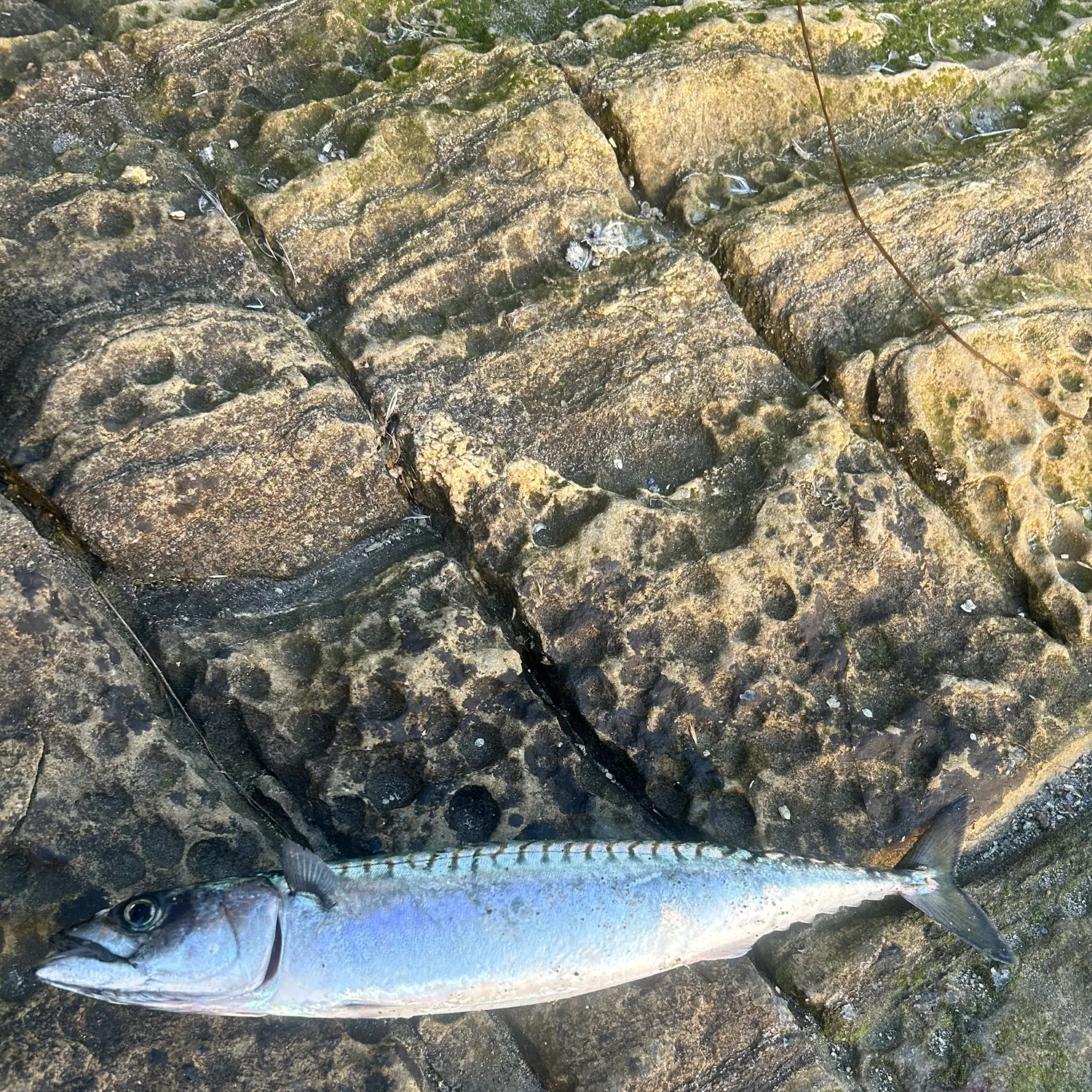 Atlantic mackerel caught on Fishbrain