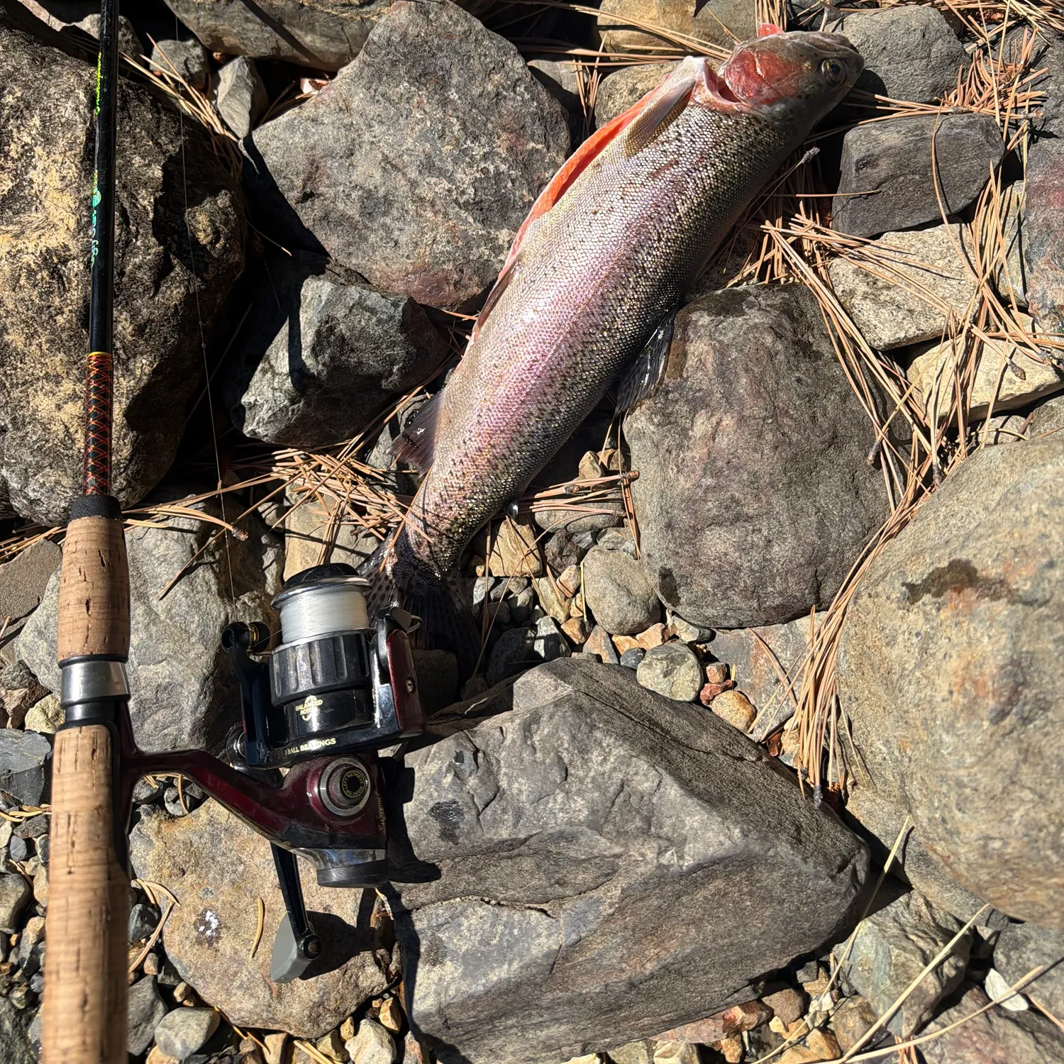 Rainbow trout caught on Fishbrain