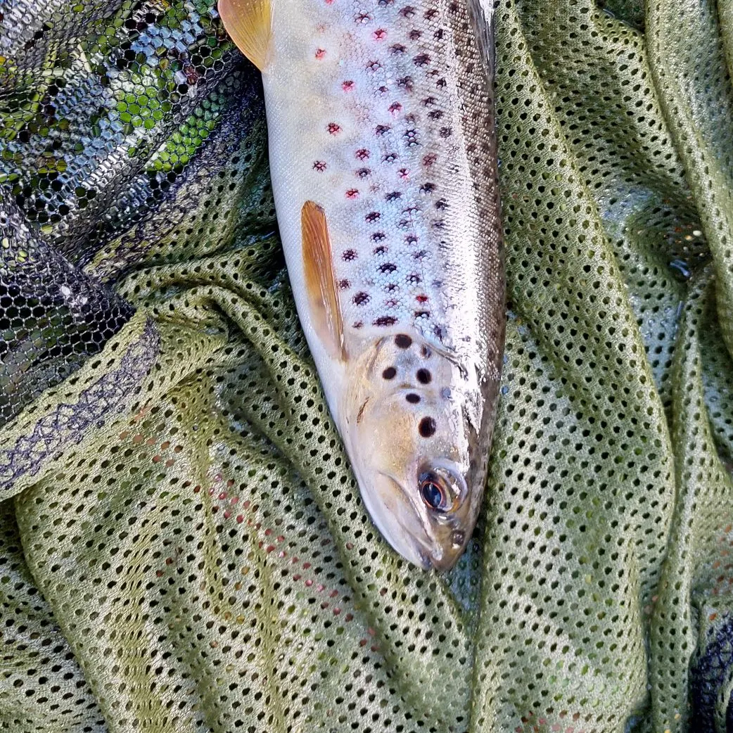 Brown trout caught on Fishbrain