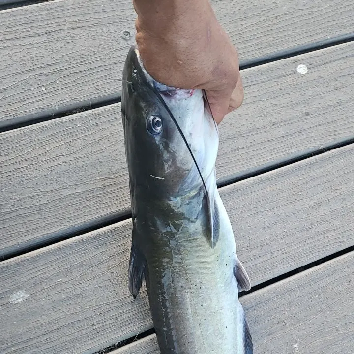 Channel catfish caught on Fishbrain