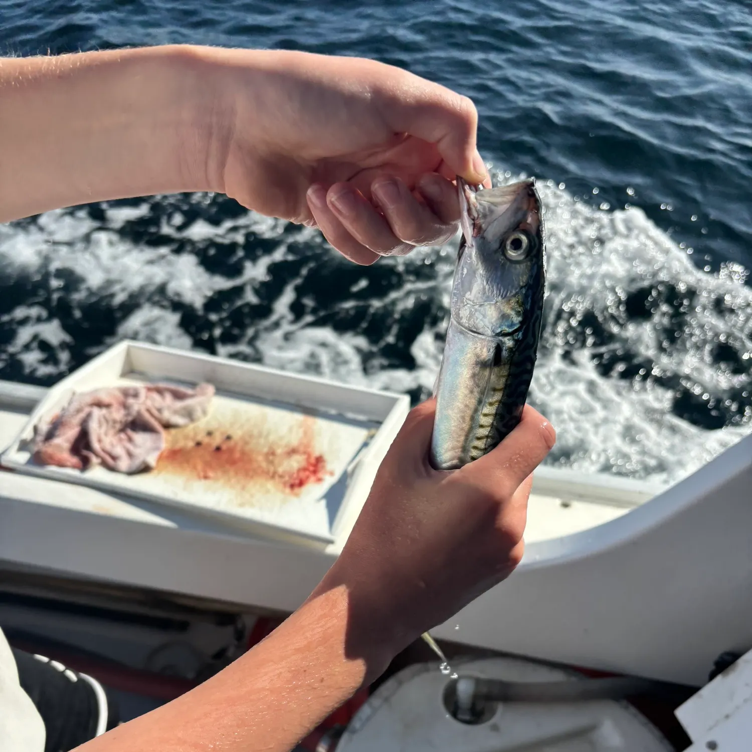 Atlantic mackerel caught on Fishbrain