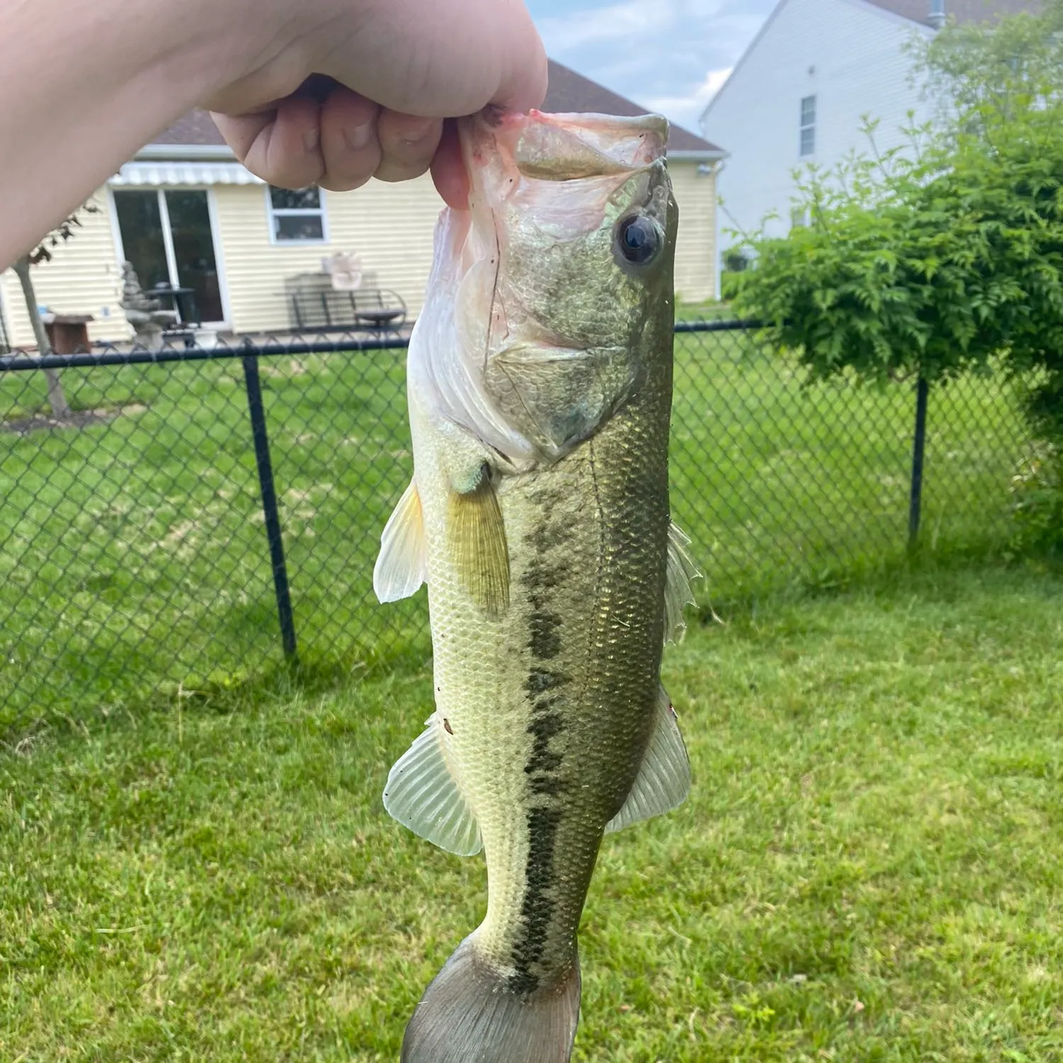 angler catch