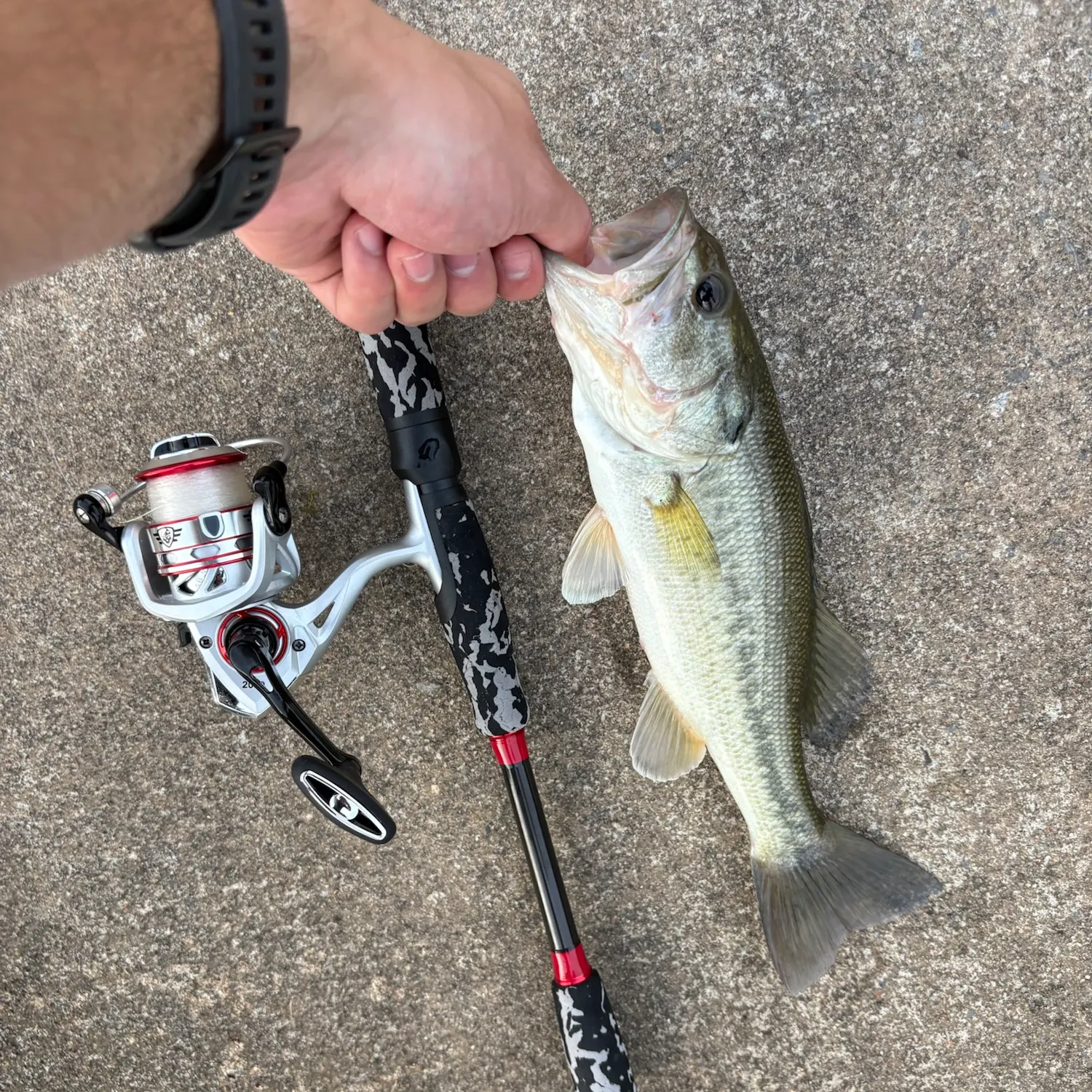 Largemouth bass caught on Fishbrain