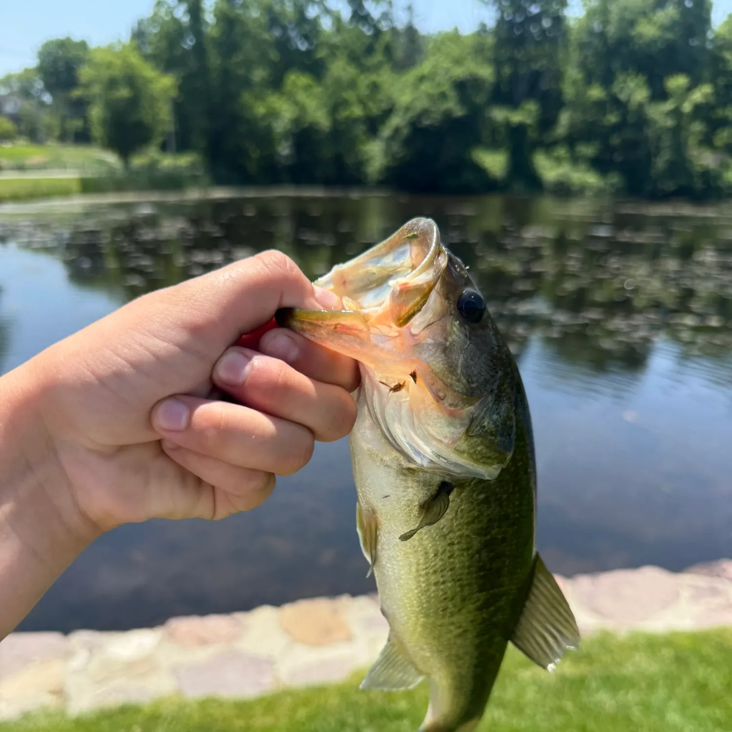 Largemouth bass caught on Fishbrain