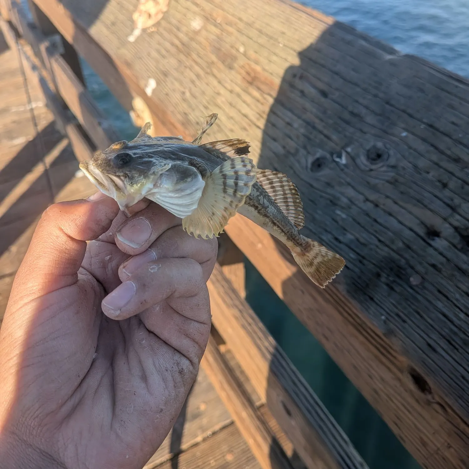 The most recent Shorthorn sculpin catches on Fishbrain