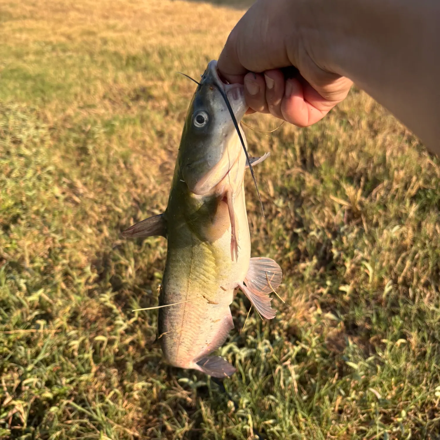 Fish caught on Fishbrain