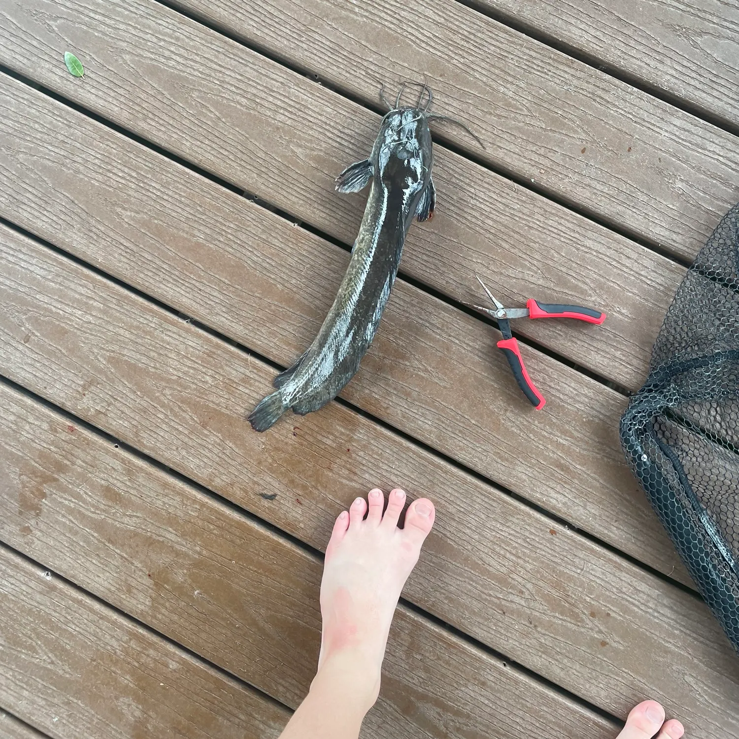 The most recent North African catfish catches on Fishbrain