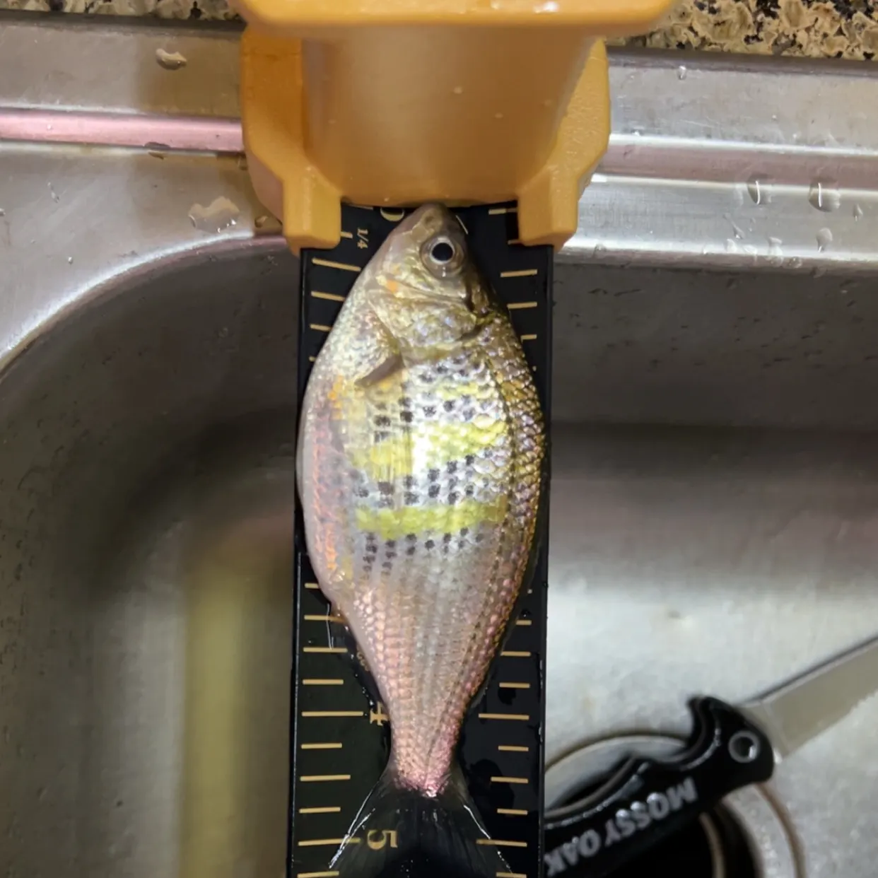 The most recent Shiner perch catches on Fishbrain