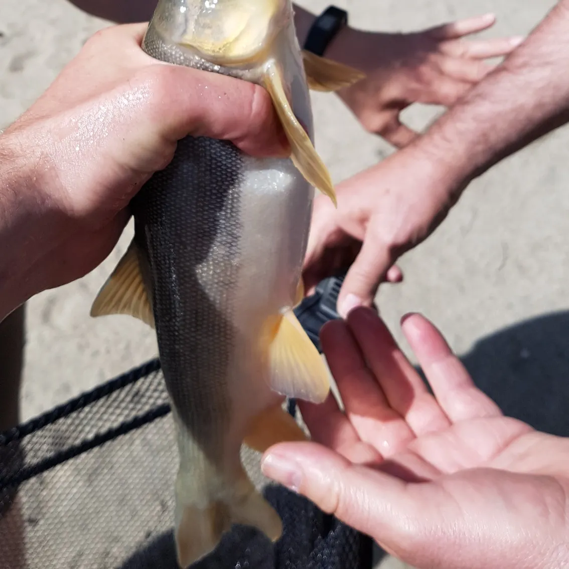 recently logged catches