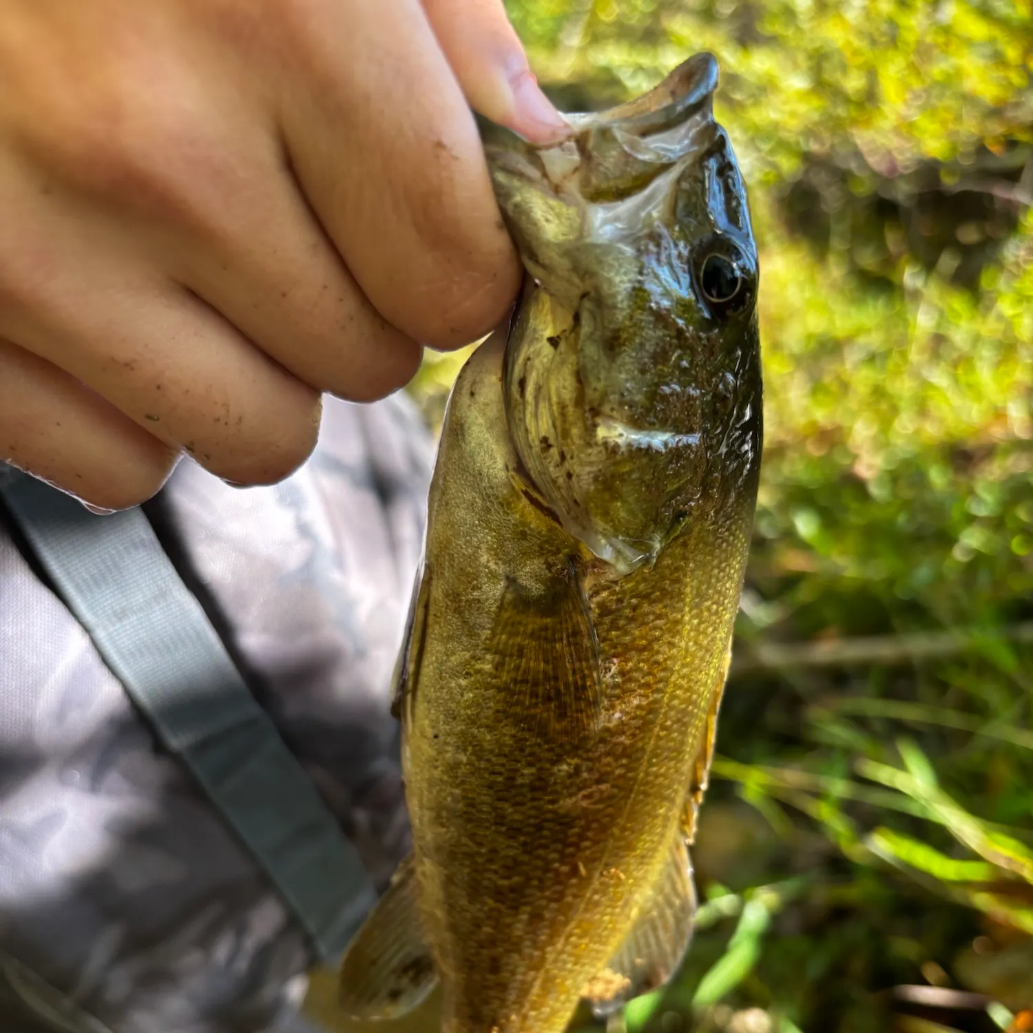 Smallmouth bass caught on Fishbrain