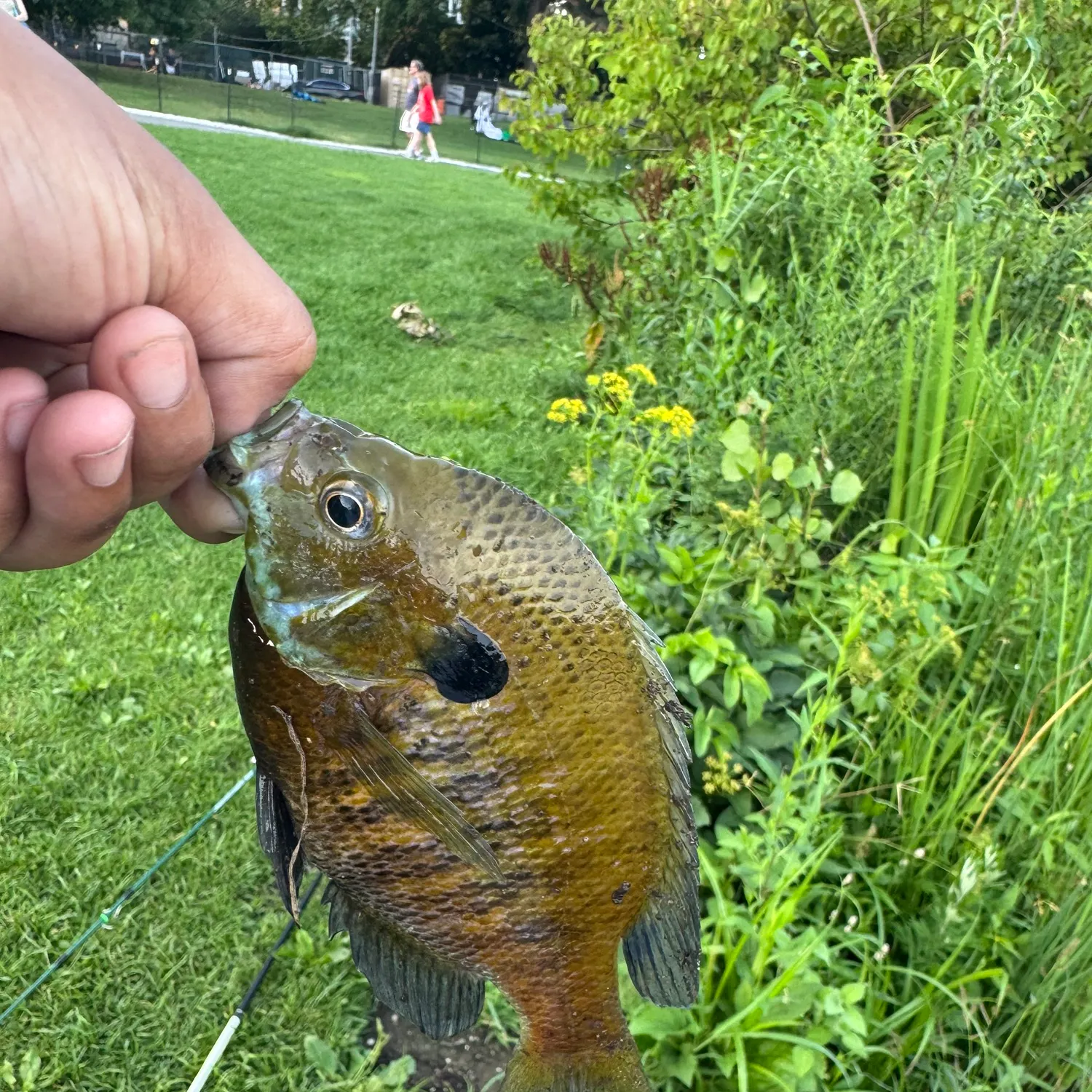 catch
