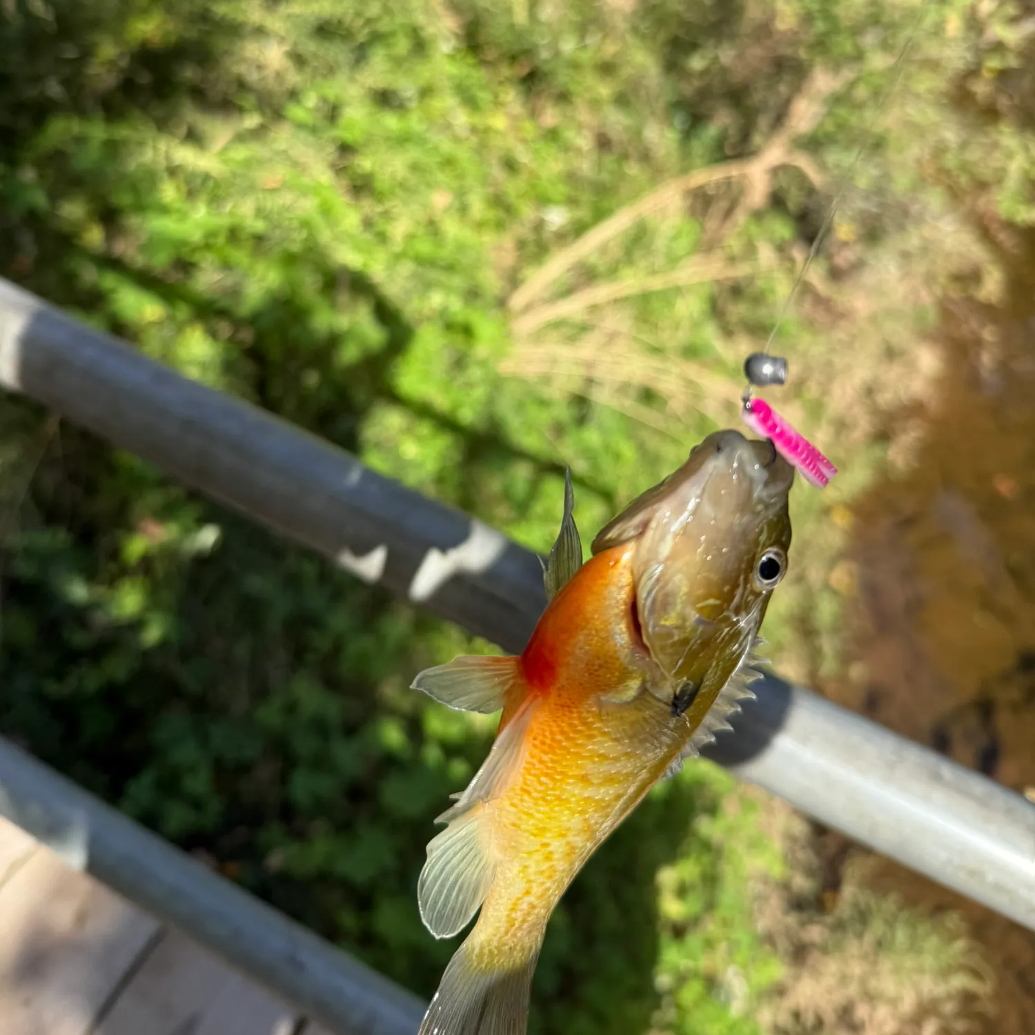 Redbreast sunfish caught on Fishbrain